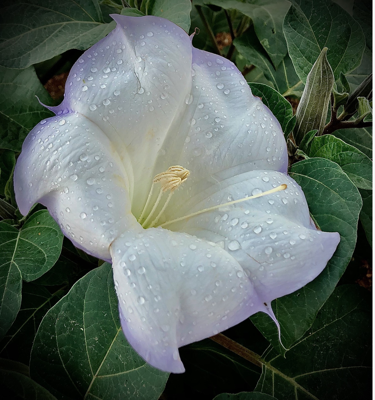 Datura-After-the-Rain_connie_crawford.jpeg